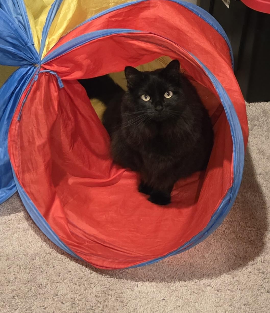 PigPigPen Pop Up Play Tunnel Tent for Toddlers Babies or Dogs, Indoor & Outdoor Toys for Kids Backyard Playset. (Red,Yellow,Blue) customer photo 1