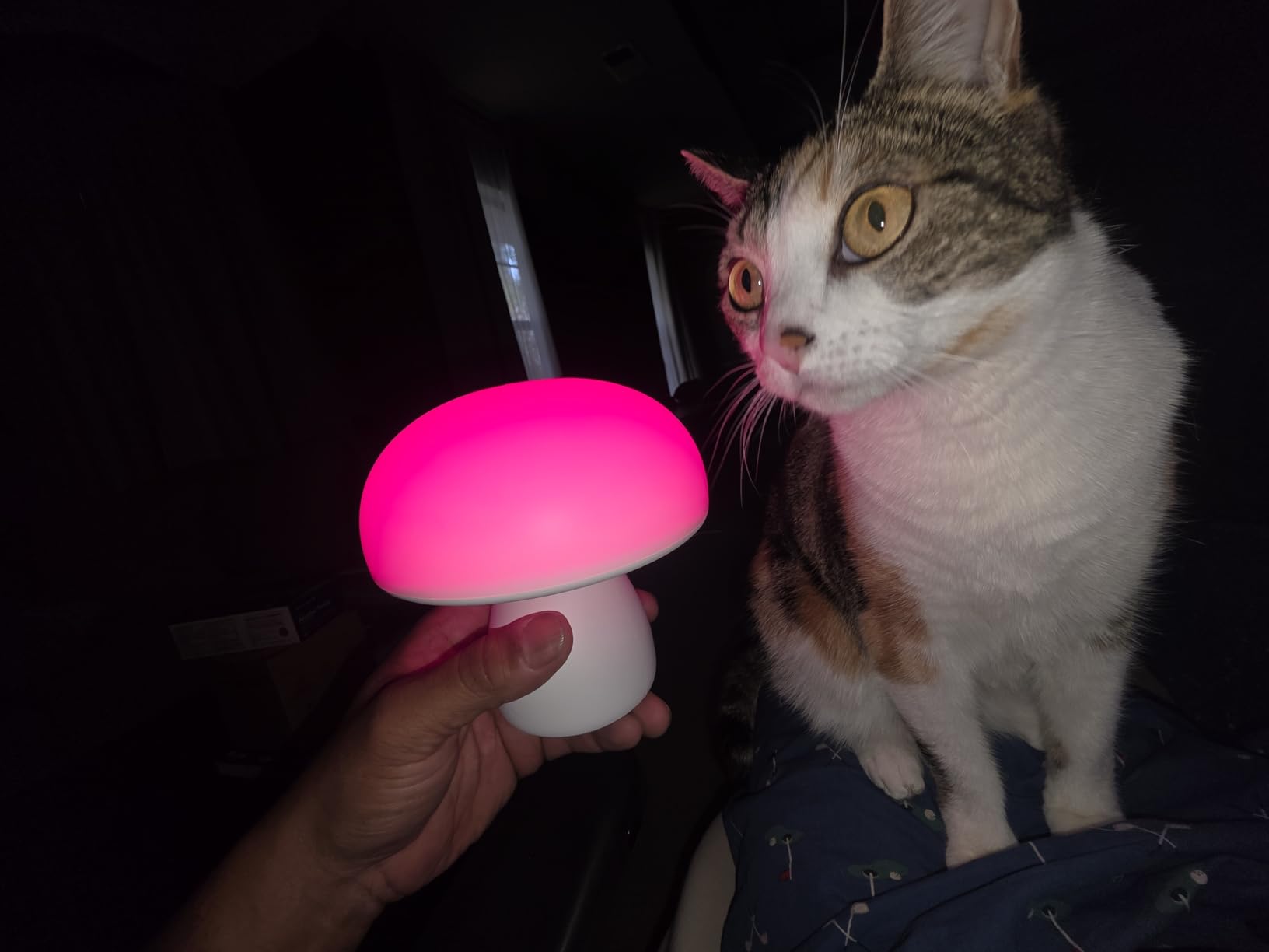 Red Night Light, Mushroom Lamp for Sleep & Relaxation, Dimmable 630nm Red Light with Timer, Touch Control for Bedroom Nursery Yoga, Promotes Melatonin, Portable Wireless for Adults Kids customer photo 1