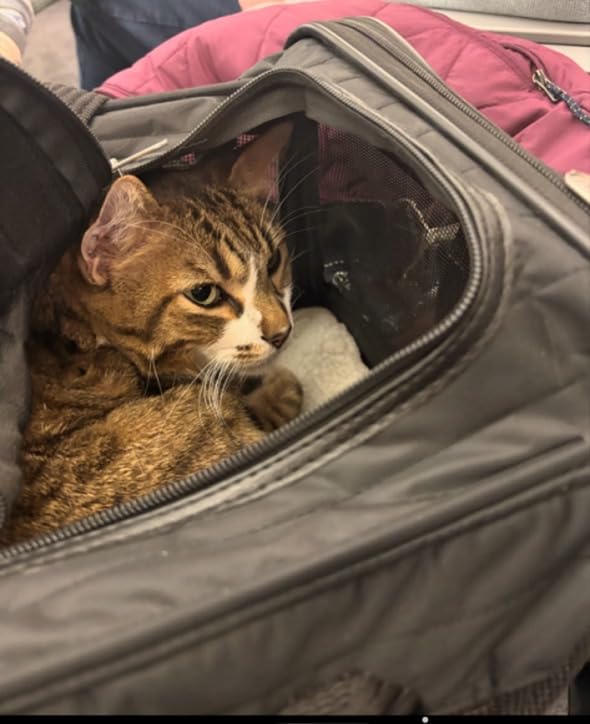 Sherpa Original Deluxe Travel Pet Carrier, Airline Approved - Black, Large customer photo 1