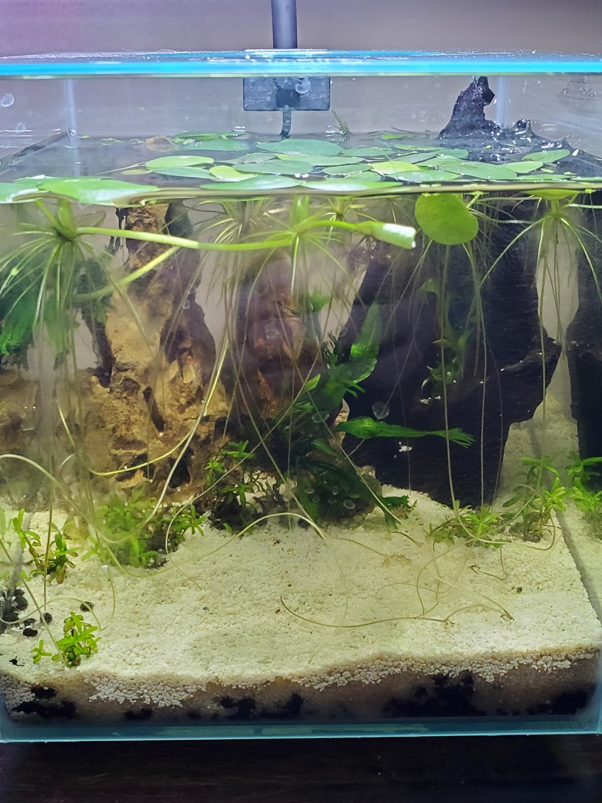 Marina CUBUS Glass Betta Kit - Elegant Glass Aquarium for Homes or Offices customer photo 1
