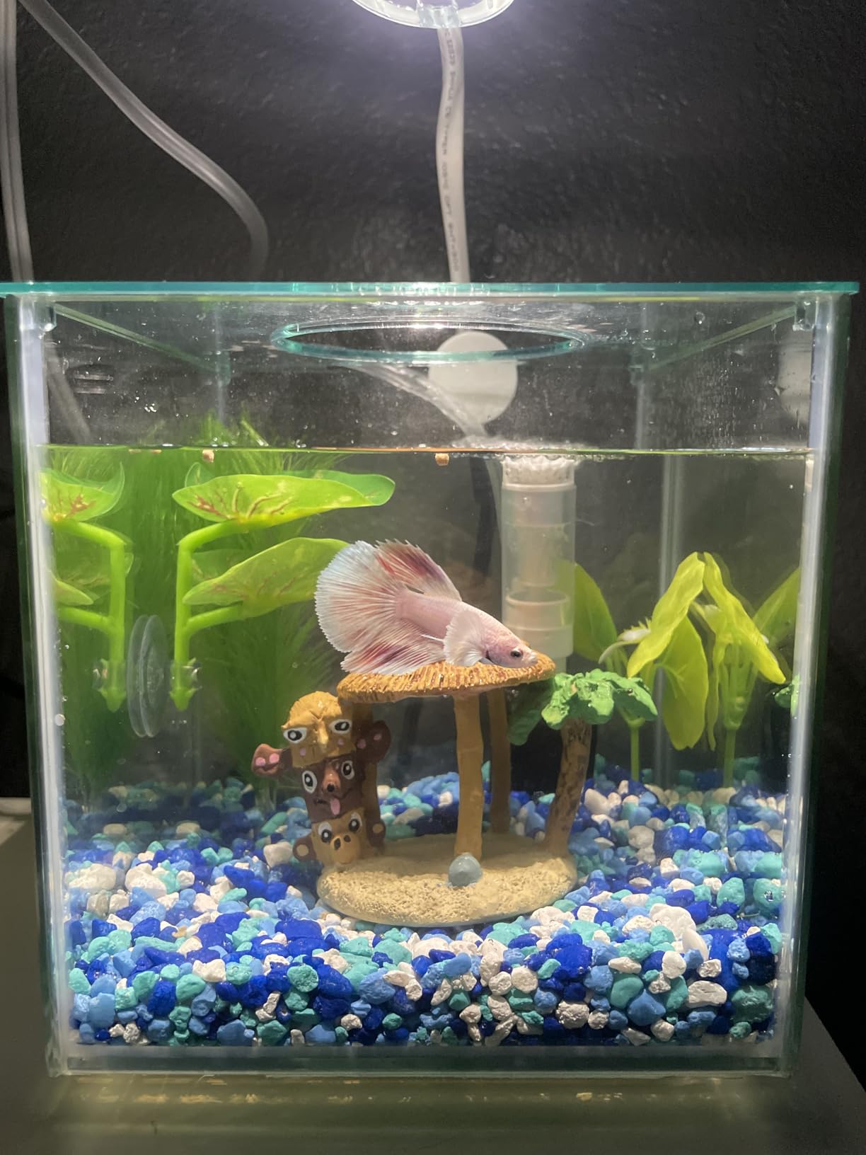 Marina CUBUS Glass Betta Kit - Elegant Glass Aquarium for Homes or Offices customer photo 2