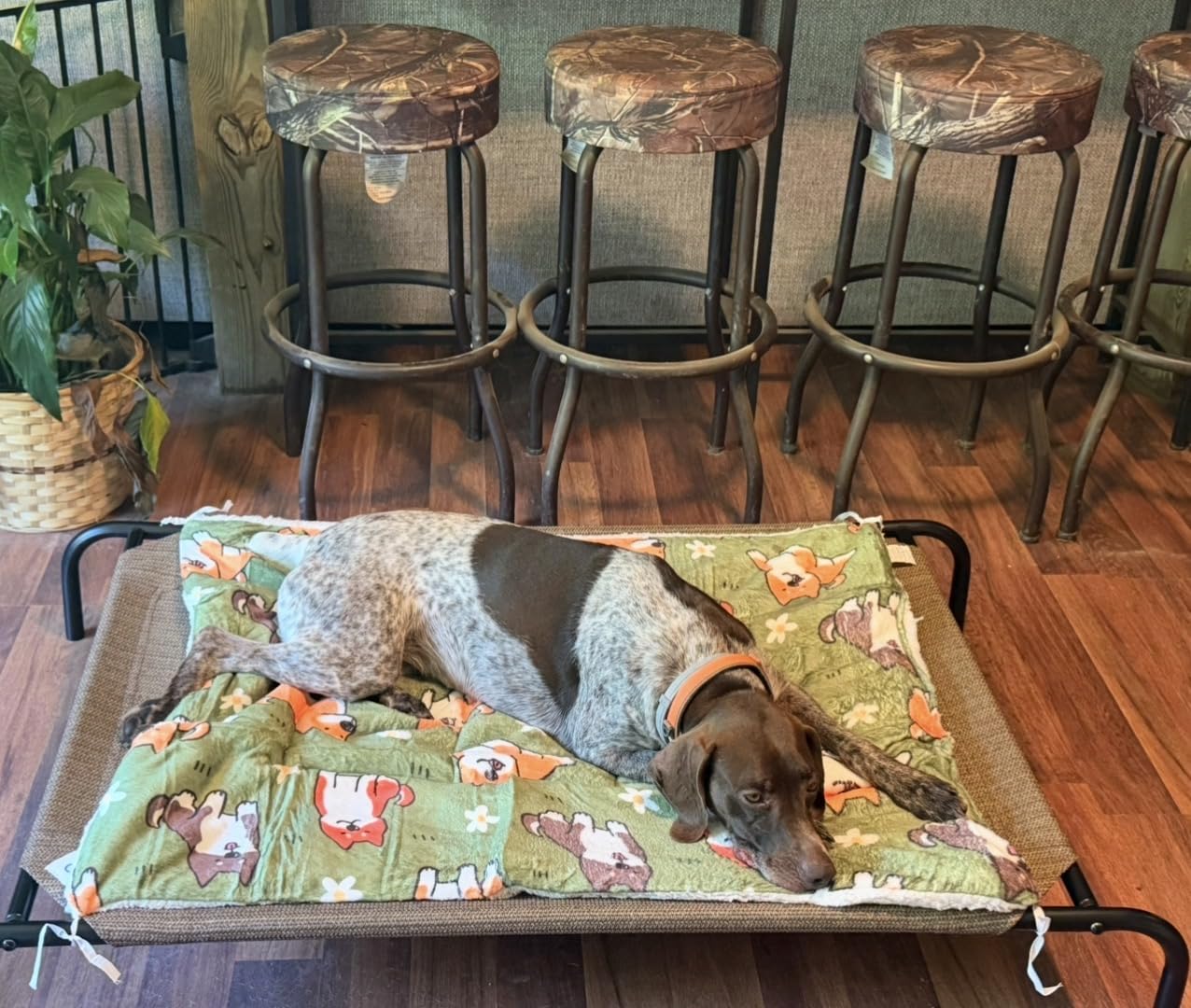 Coolaroo Original Elevated Dog Bed - Breathable Off-The-Ground Pet Bed with Cooling Fabric, Joint Relief & Moisture-Resistant Fabric, 100% Recyclable, Easy Clean, Nutmeg, Large customer photo 2