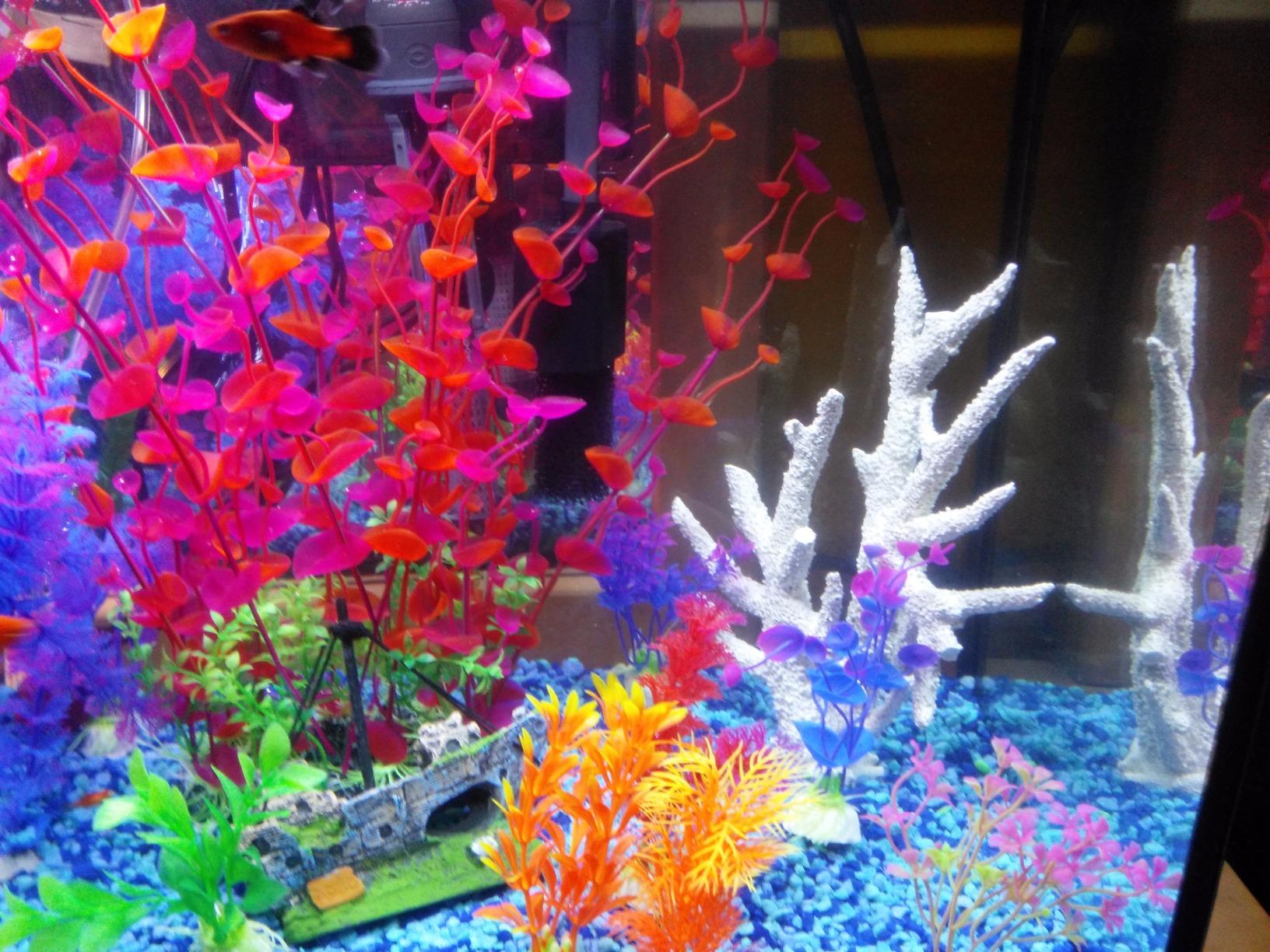Marina 5 Gallon (19 L) LED Aquarium Kit - Ideal for Beginner Aquarists and New Fish-Keepers customer photo 2