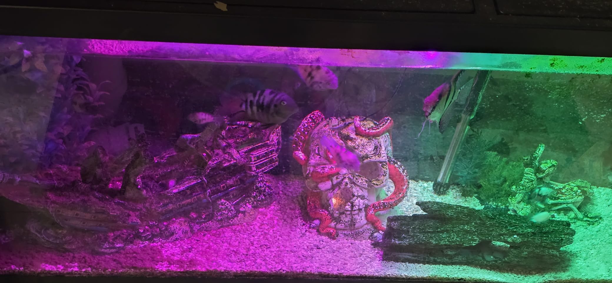 Tetra Complete LED Aquarium Kit for Fish, 55 Gallons, Includes White LED Lights, Filter, Heater and Accessories customer photo 1