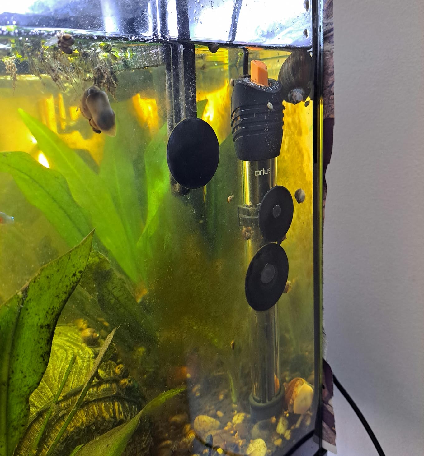 Orlushy Submersible Aquarium Heater, Adjustable Fish Tahk Heater with Free Thermometer Suitable for Marine Saltwater and Freshwater customer photo 1