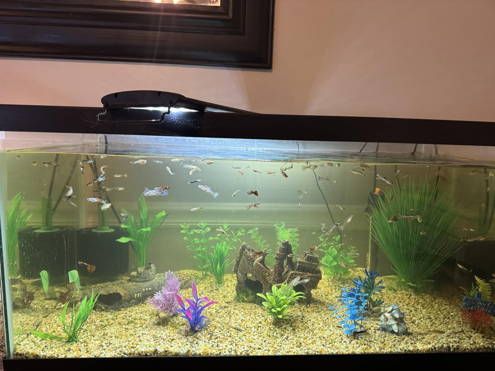 Orlushy Submersible Aquarium Heater, Adjustable Fish Tahk Heater with Free Thermometer Suitable for Marine Saltwater and Freshwater customer photo 2