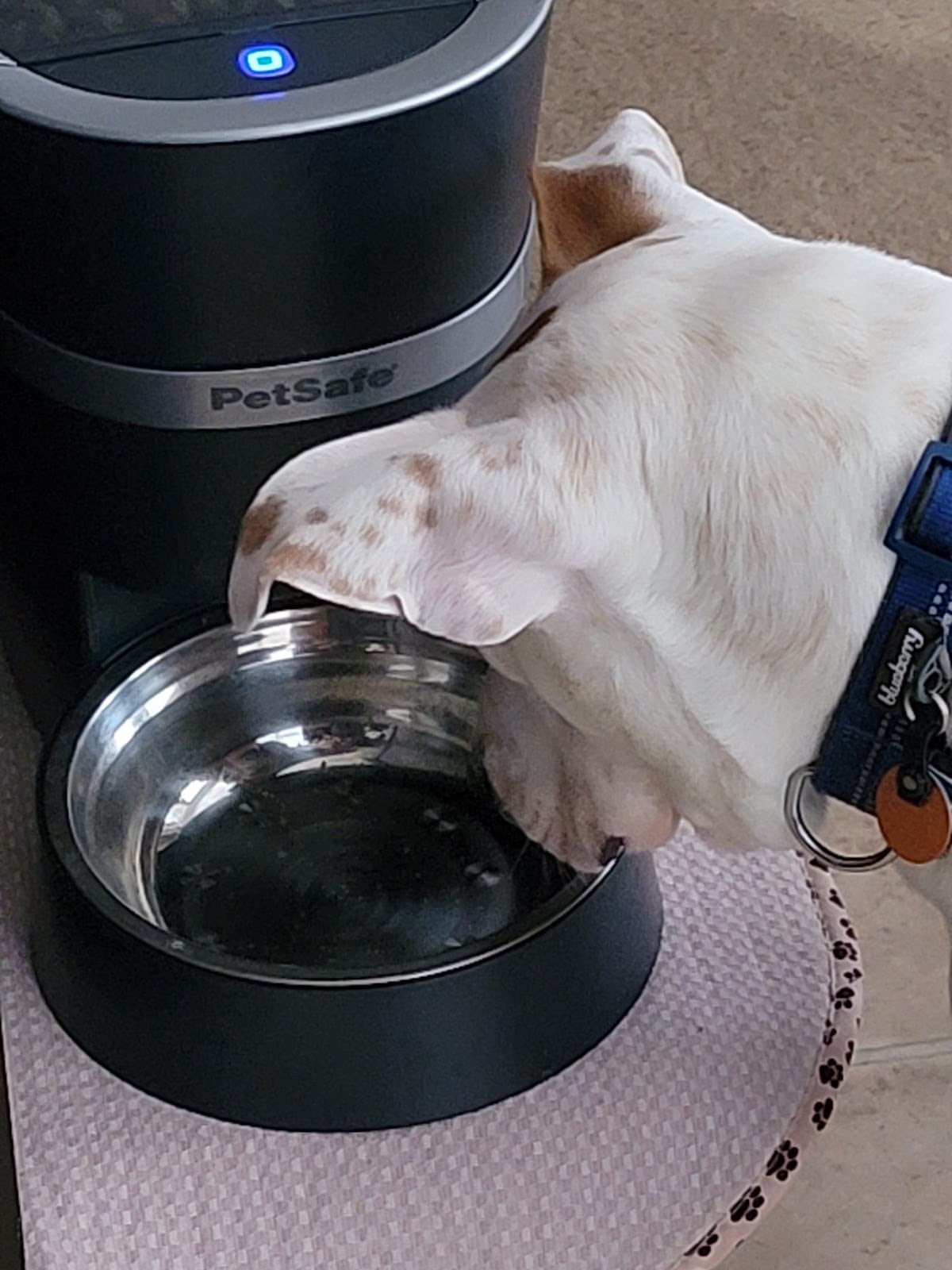 PetSafe Smart Feed Automatic Pet Feeder, 6L/24 Cup, Programmable | Alexa Enabled for Snack Feeding, App Alerts When Low/Empty, Slow Feed Setting, Backup Batteries Keep Meals on Schedule customer photo 1