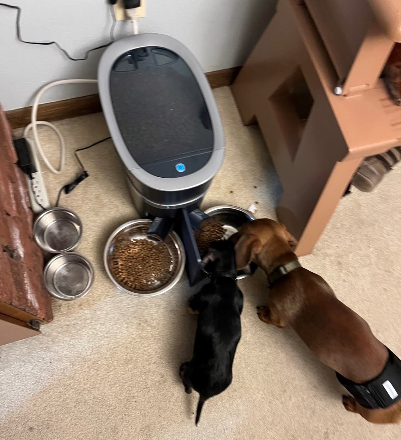 PetSafe Smart Feed Automatic Pet Feeder, 6L/24 Cup, Programmable | Alexa Enabled for Snack Feeding, App Alerts When Low/Empty, Slow Feed Setting, Backup Batteries Keep Meals on Schedule customer photo 2