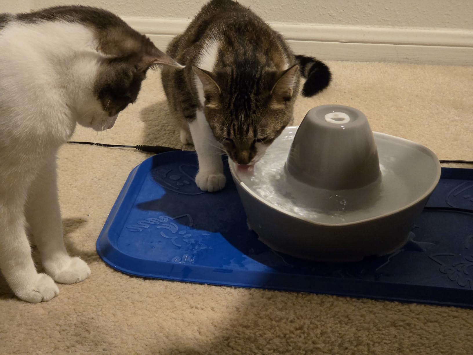 PetSafe Ceramic Pet Fountain - for Cats and Small Dogs - 60 Oz Water Capacity - Whisper-Quiet Water Flow - Great for Shy or Timid Pets - Fresh, Filtered Water customer photo 1