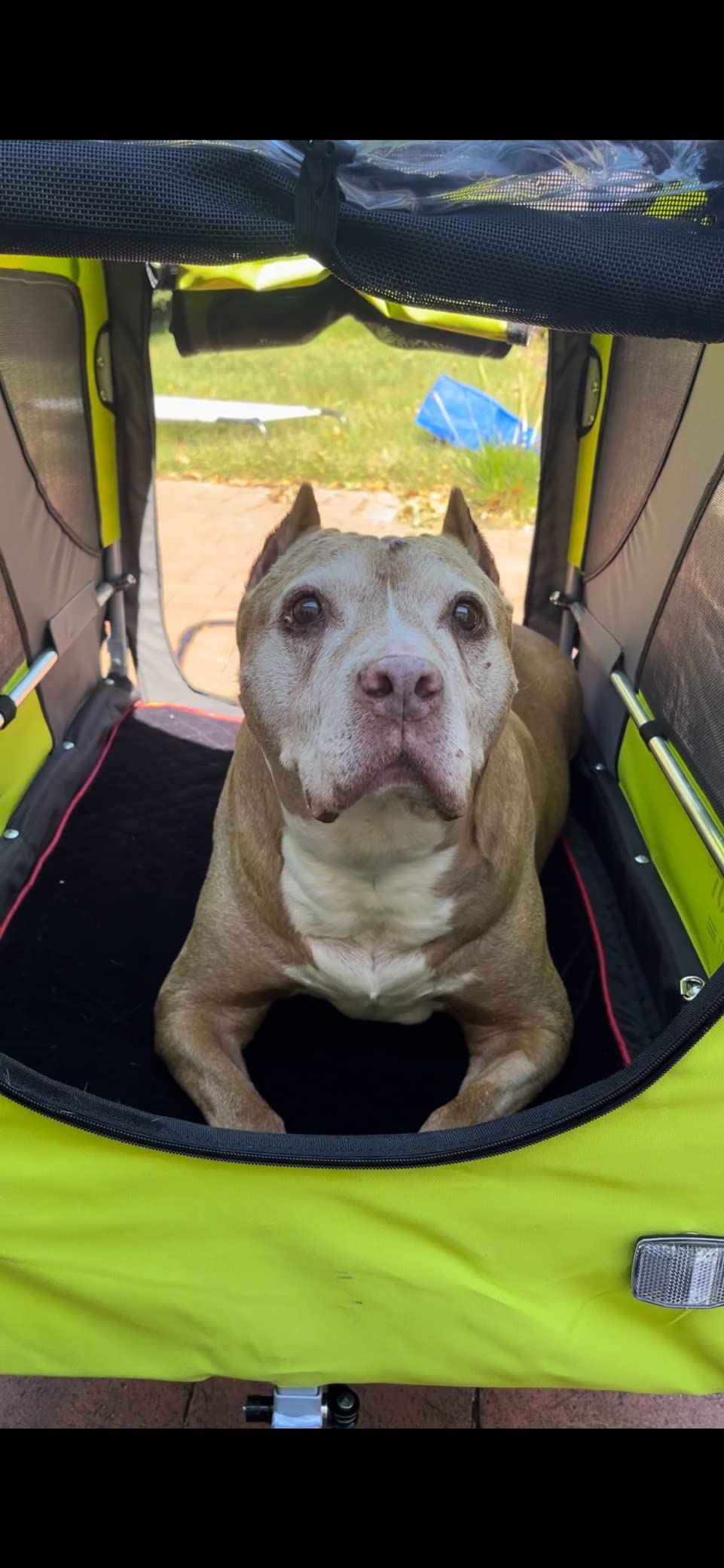DOGGYHUT Premium X Large Pet Bike Trailer & Stroller Up to 100 lbs (Gray) | Bicycle Trailer for Small Medium or Large Dogs, Dog Bicycle Carrier, Low Center of Gravity, Folding Frame Cart customer photo 1