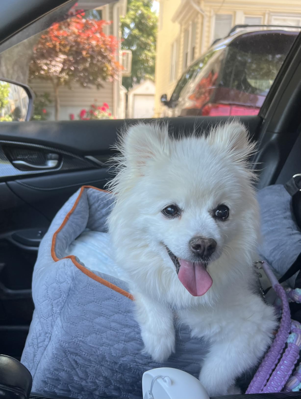 Dog Car Seat for Small Dogs & Cats Under 25 lbs, Black customer photo 1