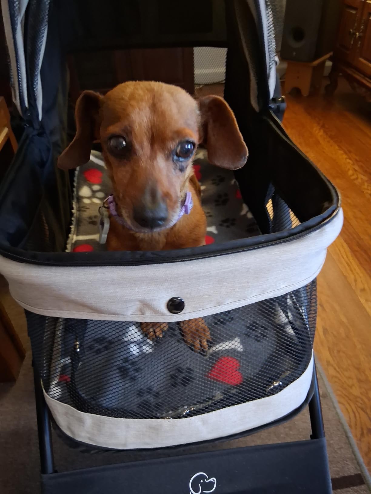 ROODO 4 Wheel Dog Cat Pet Stroller Best Lightweight Foldable Compact Portable Jogger All Terrain Travel Pet Gear Puppy Doggie Bunny Kitty Stroller for up to 30lbs Medium Small Dogs Cats(Light Khaki) customer photo 2