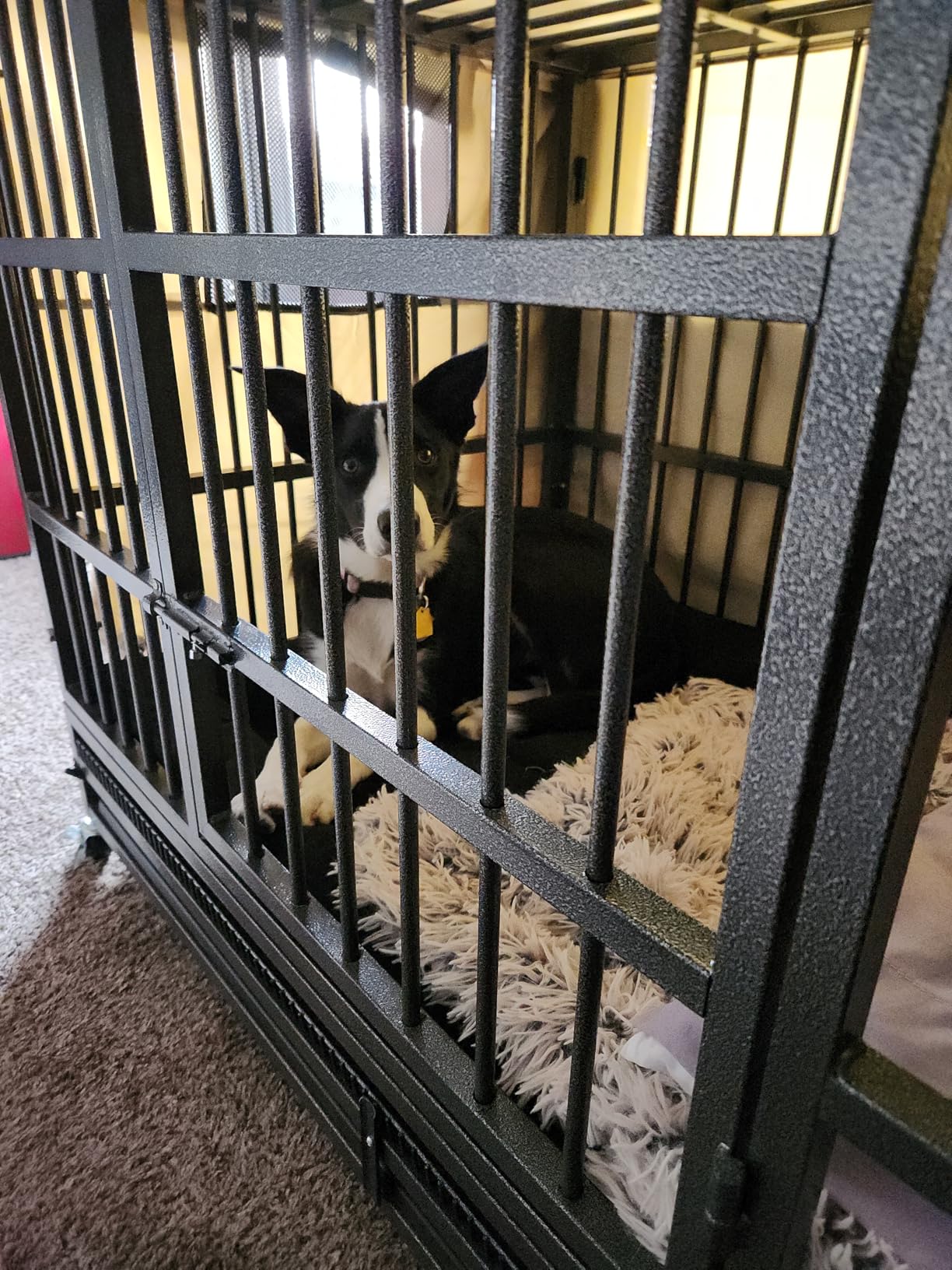 KOKOTANGS 48 Inch Heavy Duty Dog Crate Cage with Wheels, Indestructible and Escape Proof Steel Kennel Indoor for High Anxiety Dogs with Sturdy Locks, Double Door and Tray, Extra Large XL XXL, Black customer photo 1