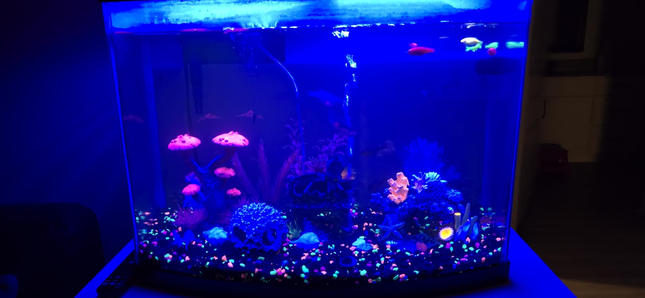 AQQA LED Aquarium Light, 24/7 & DIY Mode Full Spectrum Fish Tank Light | Adjustable Timer/Brightness, Extendable Bracket Aquarium Plant Light, Memory Function, IP68 Waterproof, for 18-24 Inch Tank customer photo 1