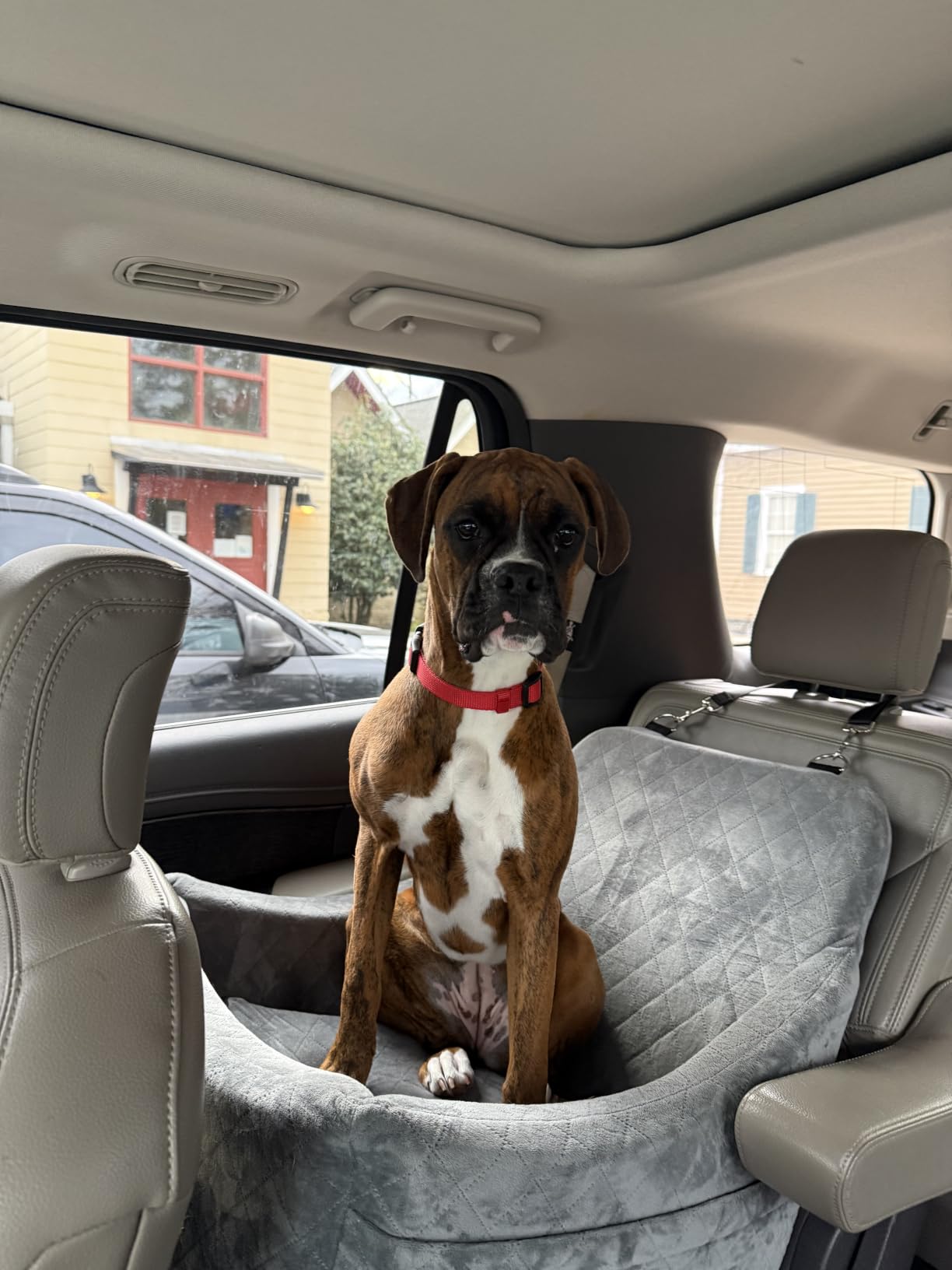 WOOAIDAGG Dog Car Seat for Medium Sized Dog, Pet Travel Car Bed with Seat Belt Channel, Fully Detachable and Washable Car Dog Seat with Adjustable Straps, 3 Straps Easy to Install (Black/Grey) customer photo 2