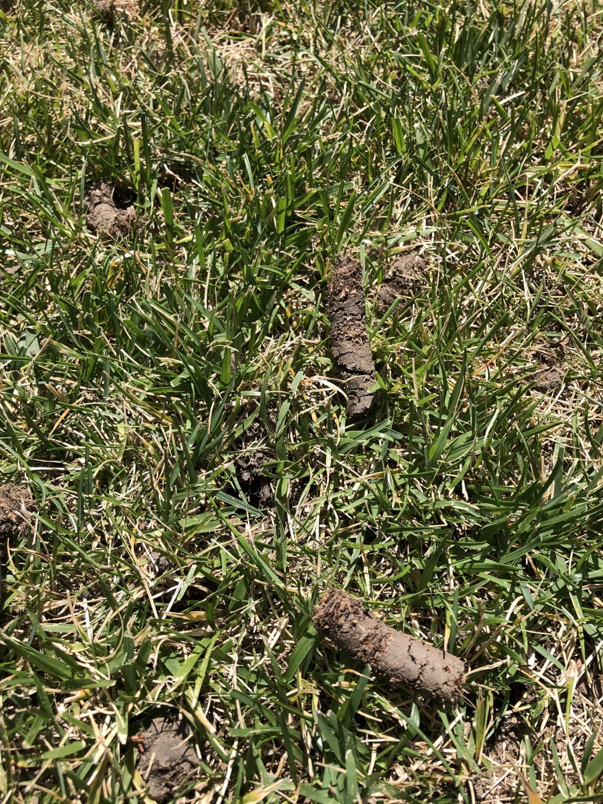 Patented Rolling Lawn Aerator Compacted Soil Loosening Manual Coring Tool | Yard Grass Pulling Plugs customer photo 1