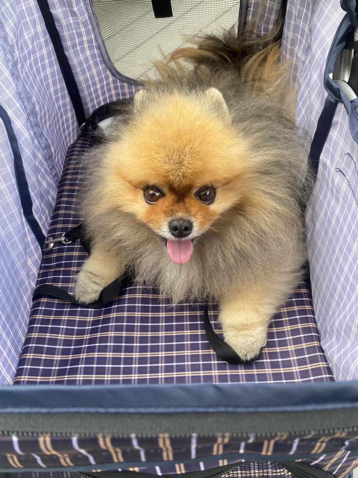 Magshion 3-Wheel Pet Stroller, Foldable Travel Jogger for Small & Medium Dogs & Cats (Up to 33lbs), Lightweight Carrier with Breathable Mesh Cover, Cup Holder & Storage Basket, Gray customer photo 1
