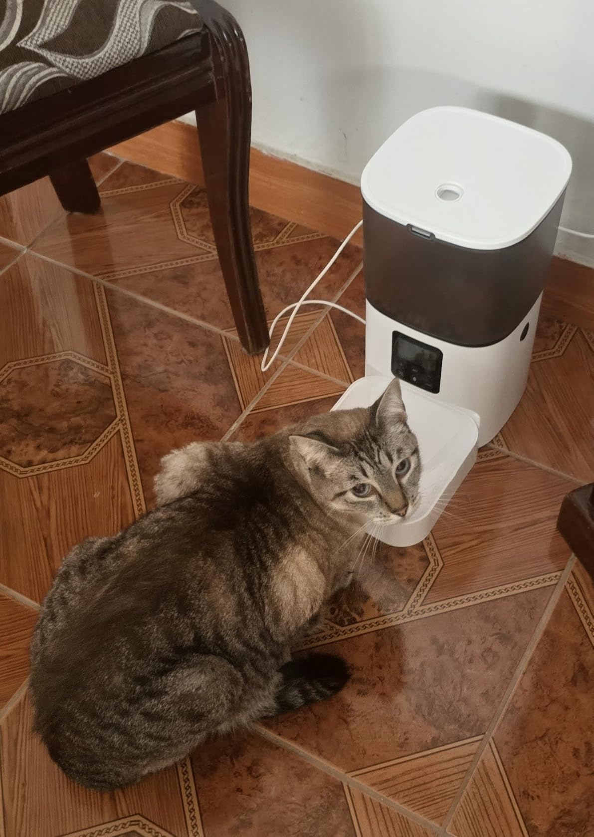 ANDOLL HOME Automatic Cat Feeder, 4L Cat Food Dispenser with 10s Voice Recorder, Pet Feeder up to 8 Meals per Day, Timed Dog Feeder with Dry Food Sealed Ring customer photo 1