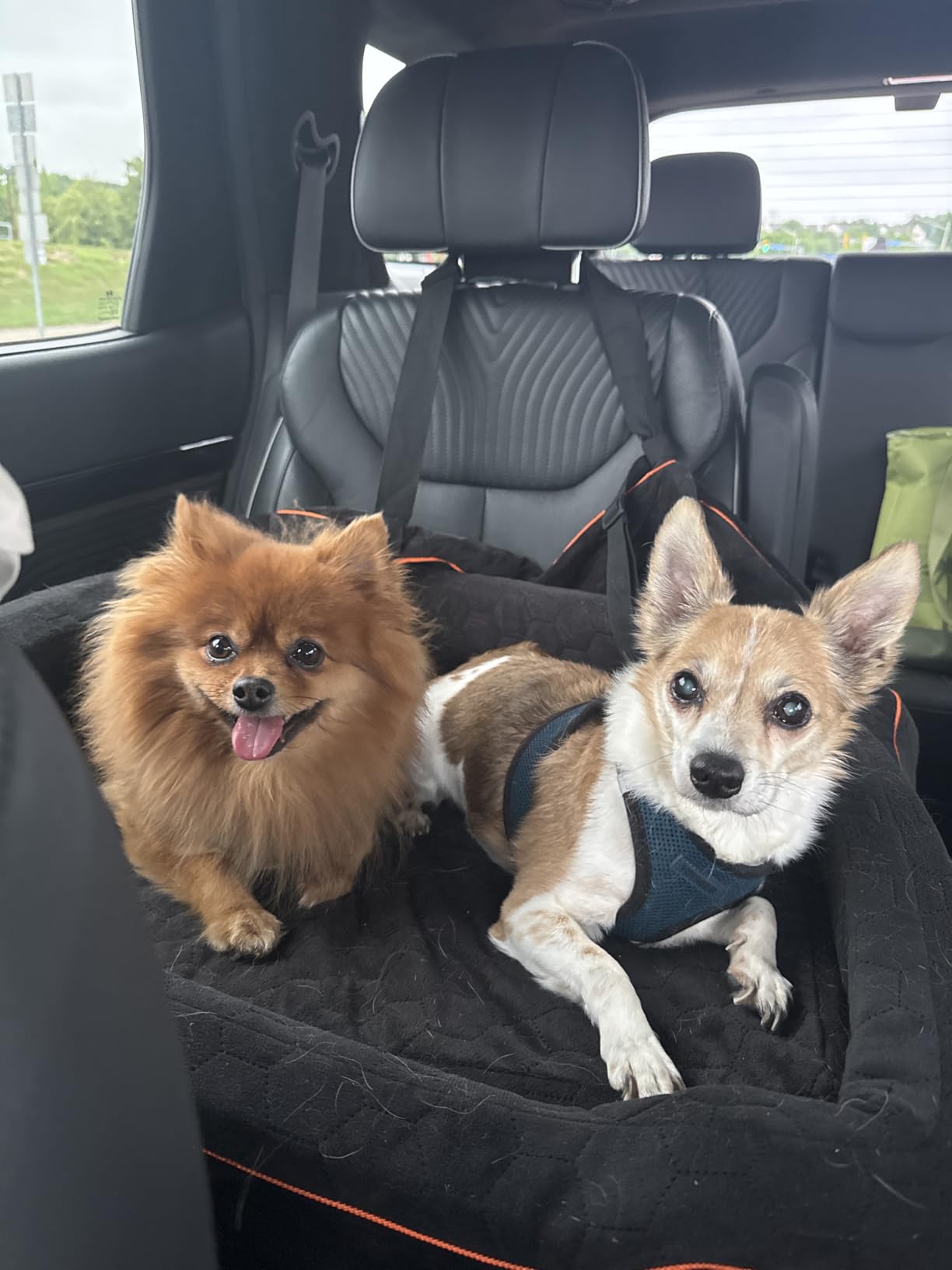 Dog Car Seat for Medium/Large Dog Booster Seat for Dogs Under 60 lbs or 2 Small Dogs, Multi-Functional Pet Car Seat with Thick Cushion, 2 Safety Leashes (Black/Gray) customer photo 1