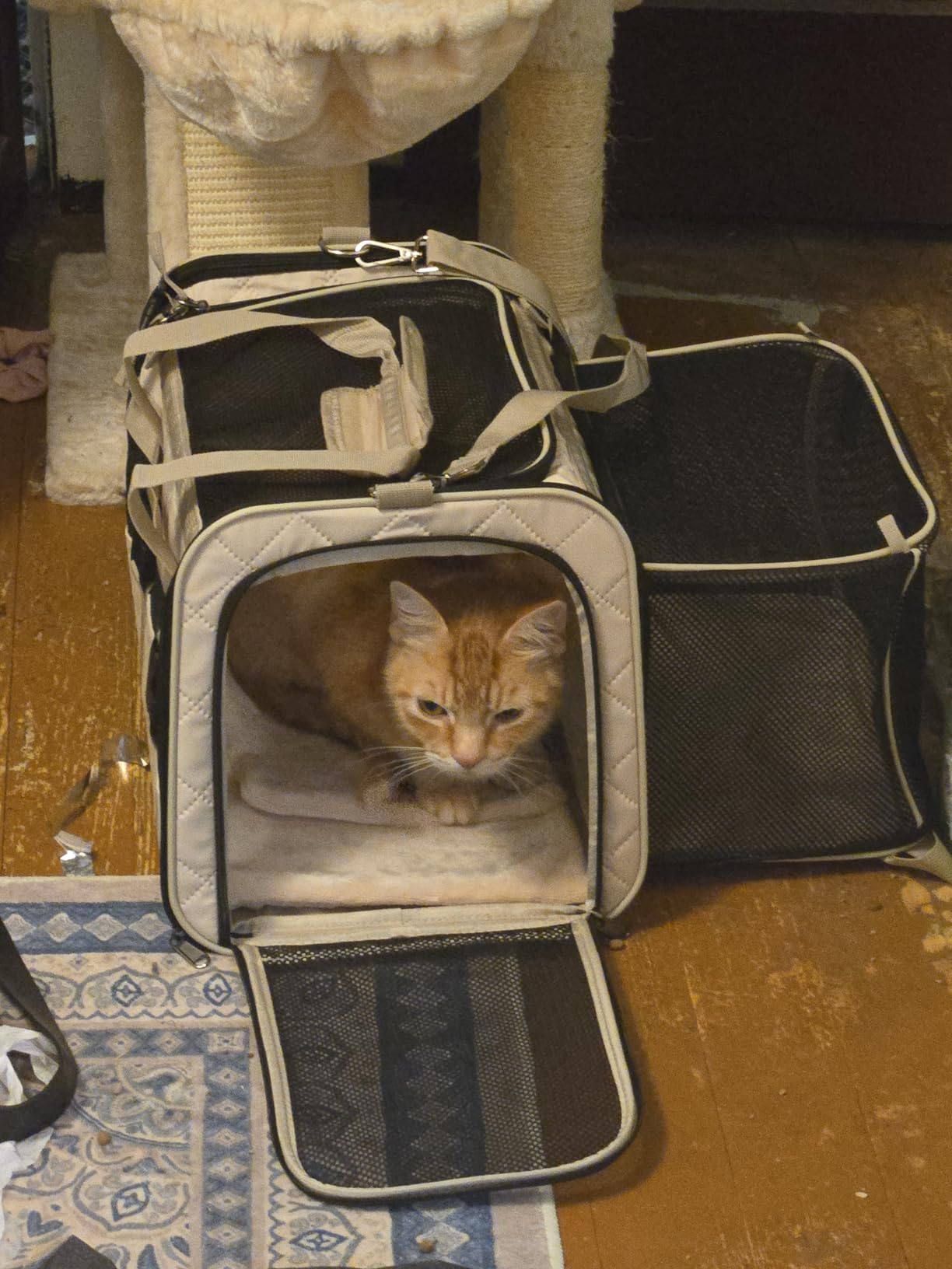 MIDOG Cat Carrier Soft for Small-Medium Cats Up to 15lbs, Airline Approved | Expandable Square Design, Comfort & Breathable Window, Equipped with anti-slip lock zippers and an internal safety leash customer photo 1