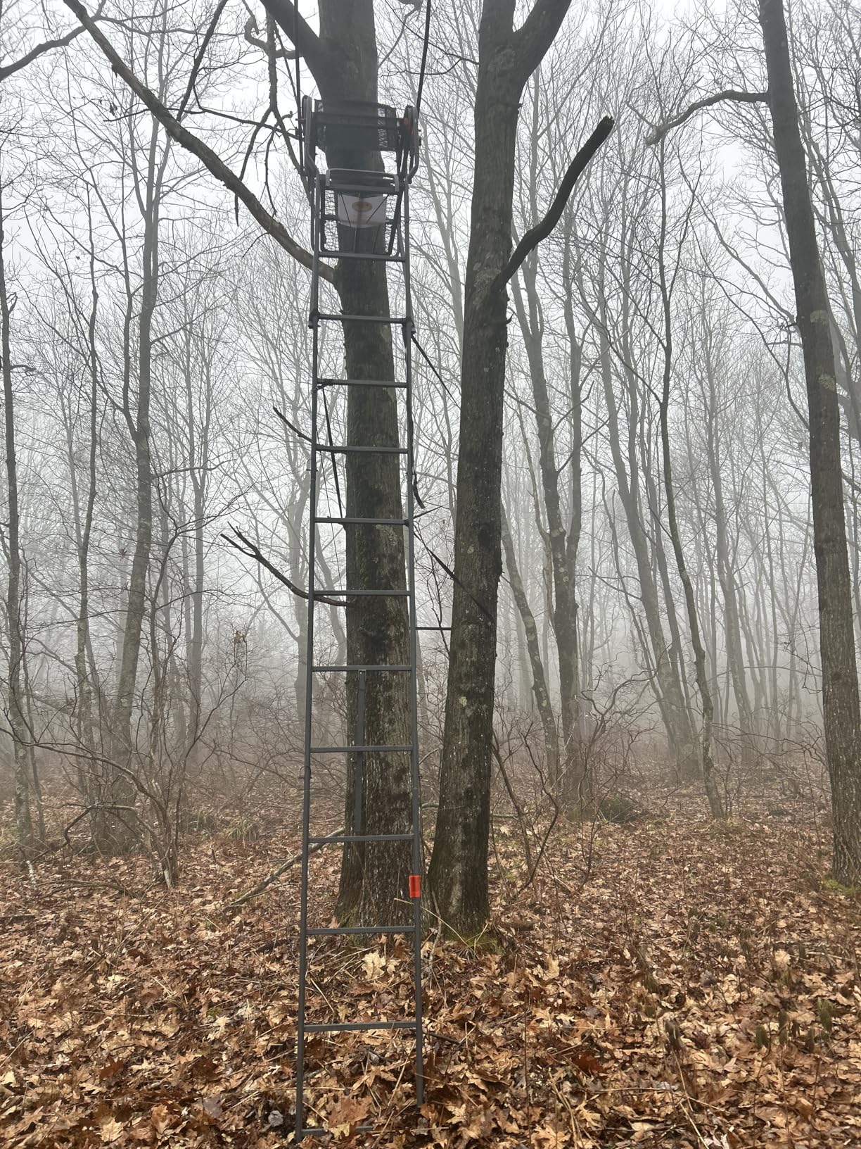 Guide Gear 15.5' Ladder Tree Stand for Hunting with Mesh Seat customer photo 2