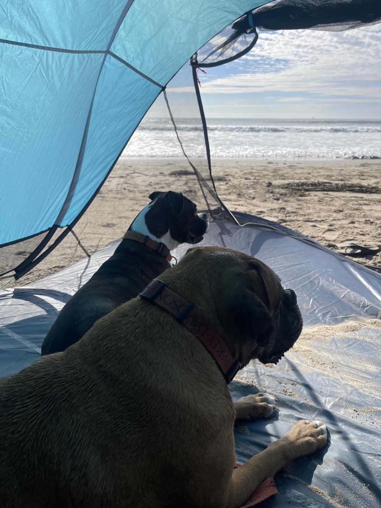 Night Cat Pop-up Beach Tent: Large Sun Shade Shelter for 2-4 Persons Picnic Sport Activities customer photo 2