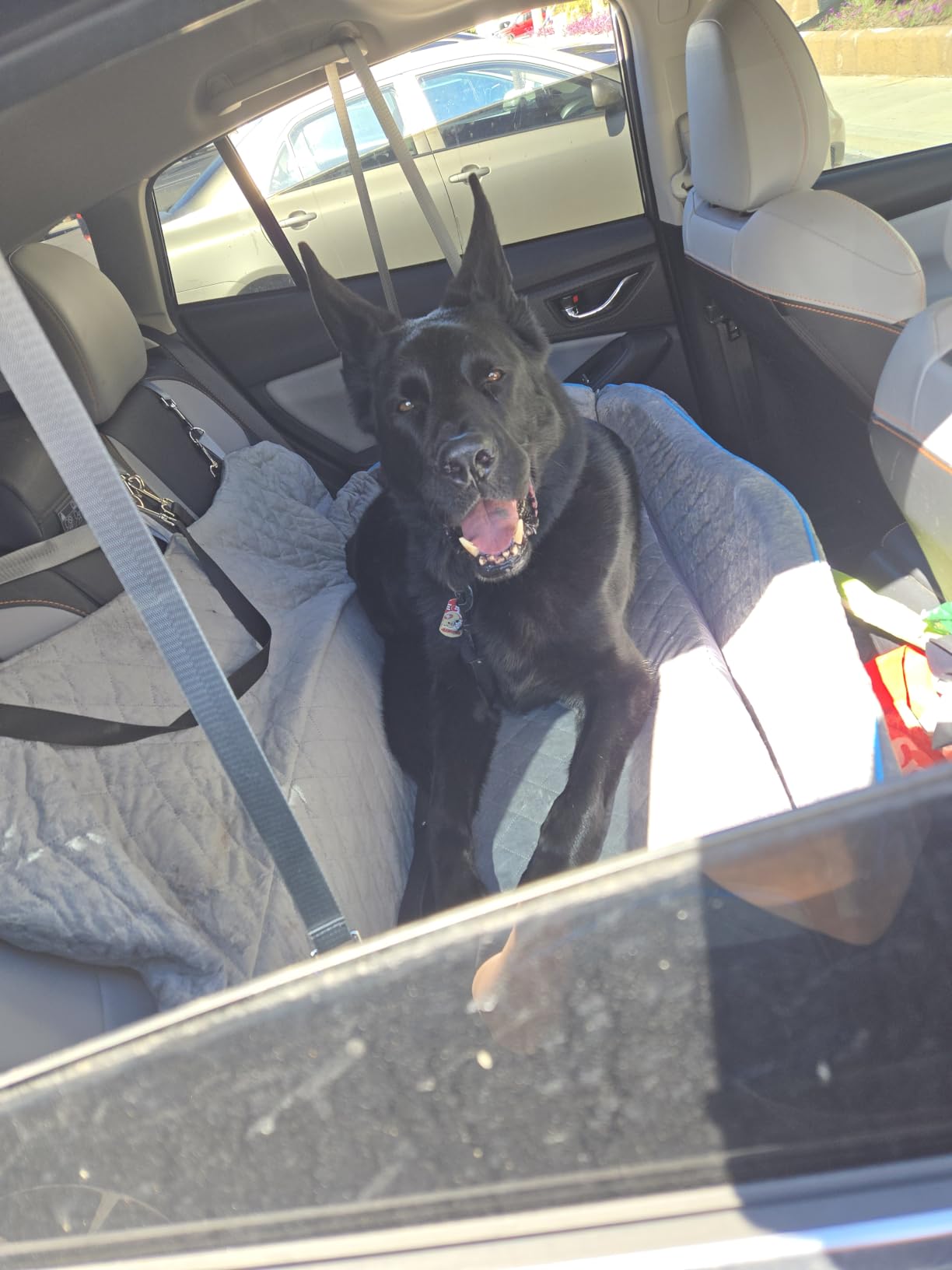Large Dog Car Seat for Large Dogs Up to 120 lb, Thick Cushion, Black+Grey customer photo 2