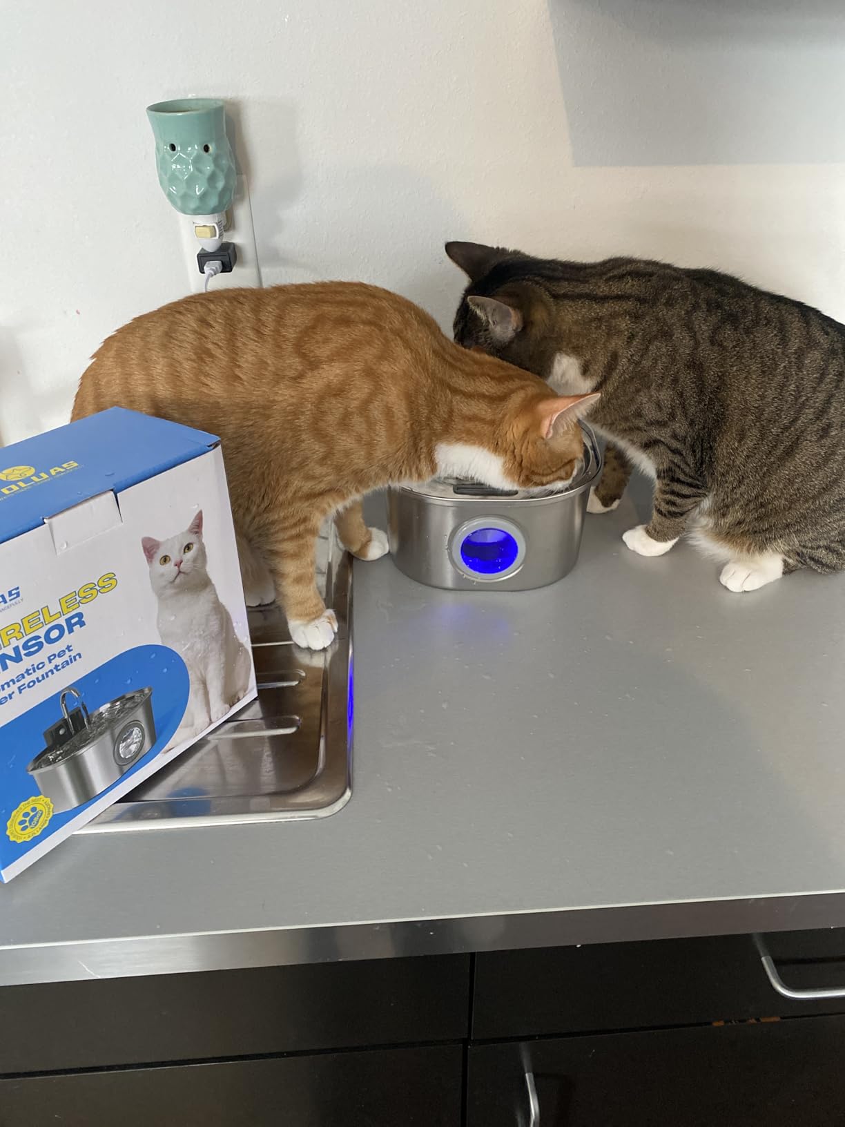 Stainless Steel Cat Water Fountain, Wireless, 108oz/3.2L, 1 Filter | Cordless Design, Ultra-Quiet Pump, Easy to Clean, BPA-Free customer photo 2