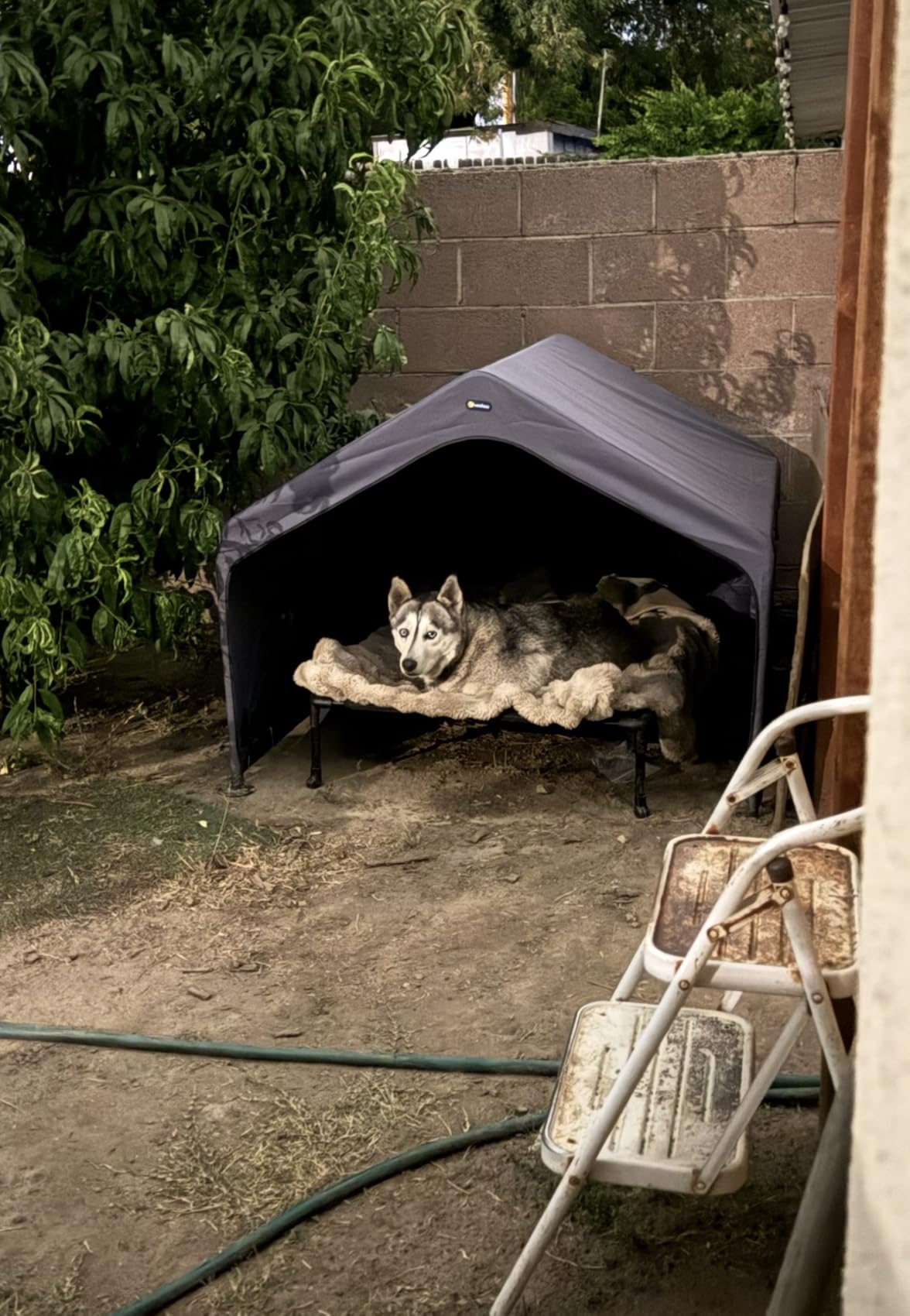 Veehoo Extra Large Dog House Outdoor Includes Elevated Dog Bed-Weatherproof | Waterproof Outside Dog Tent 4.1' x 4.1' x 3.3', Dog Shade Shelter and Raised Bed Combo for Pets or Stray Animals, Grey customer photo 2