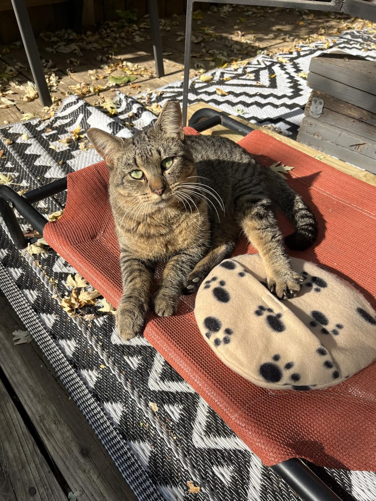 SnuggleSafe Microwave Pet Heating Disc, Heating Pad for Kittens & Cats | Chew proof, water resistant warming disc; 10 hours of warmth for newborn kittens, puppies, rabbits and small pets; wire-free customer photo 1