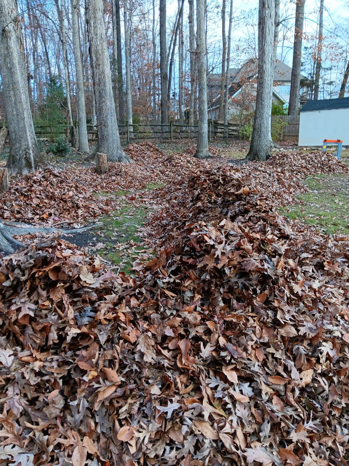 Worx 13 Amp Electric Leaf Mulcher for Yard Leaf & Waste Shredding, WG430 | 11:1 Mulch Ratio, 53 Gallons/Min Fast Processing, Foldable Design, Corded customer photo 2