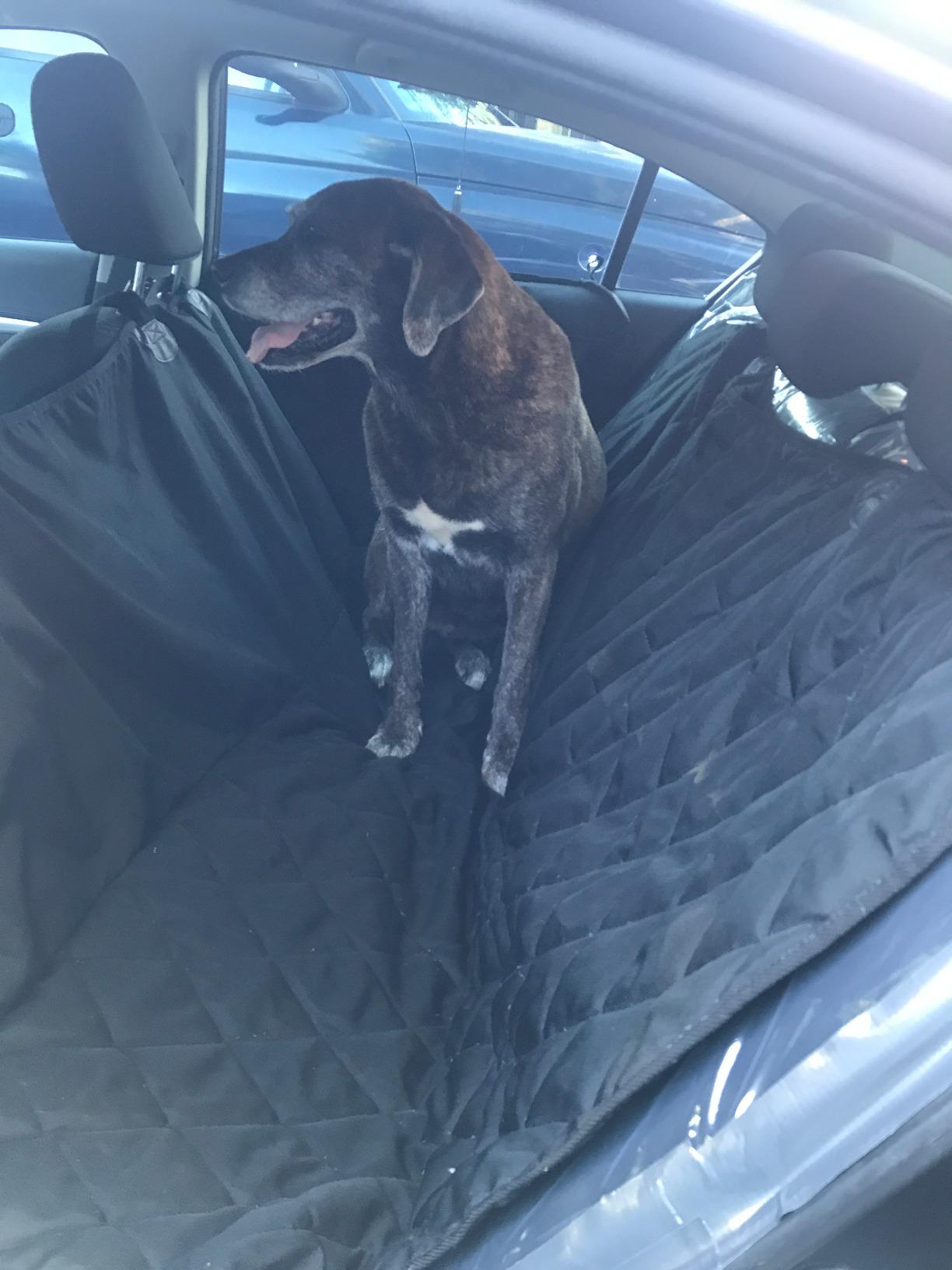 4Knines Heavy-Duty Rear Seat Cover for Dogs - Hammock, Black Reg | K9-Shield waterproof layer, non-slip backing, quick-release clips for easy install and cleanup. Machine washable. customer photo 2