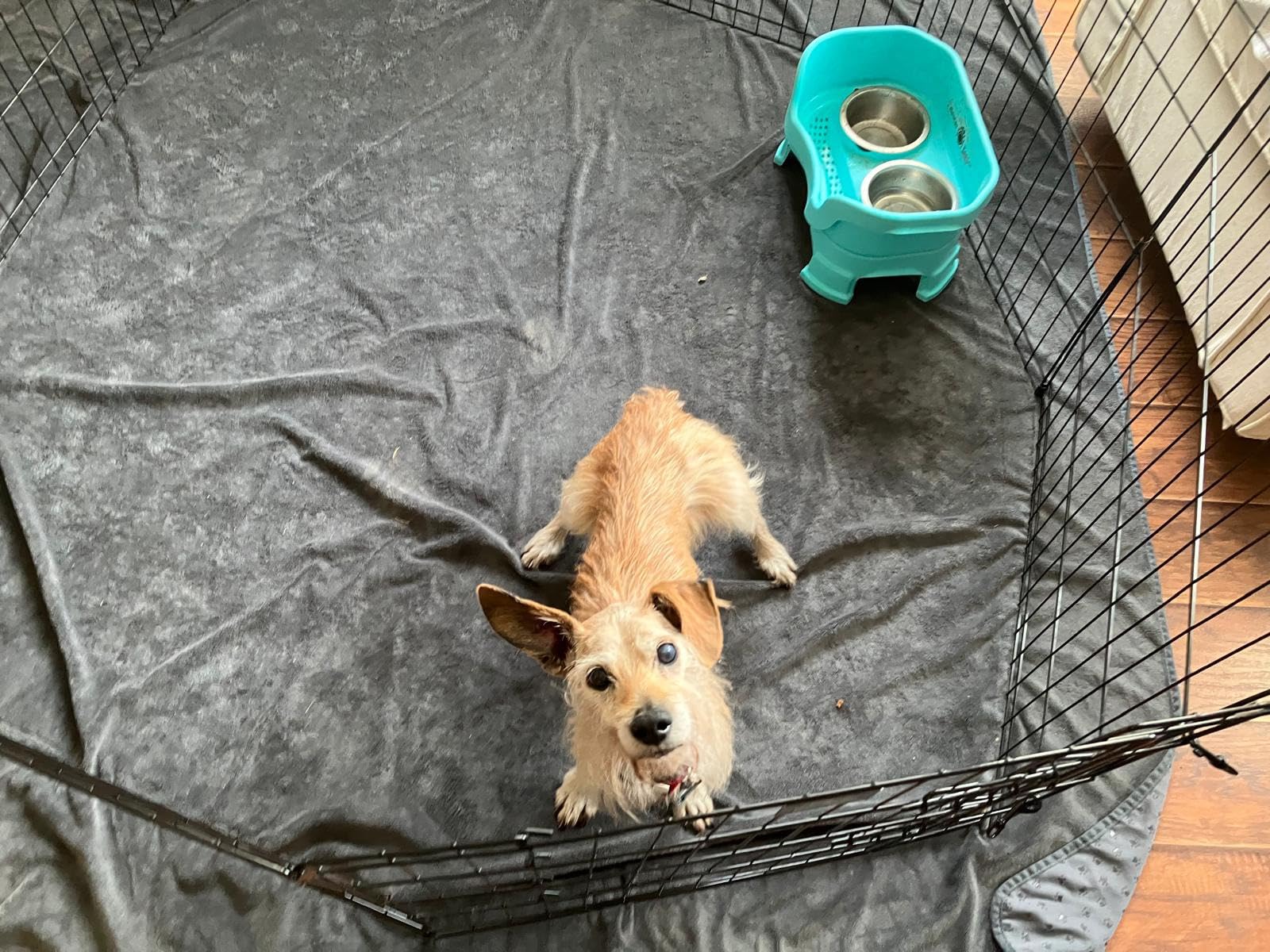 Puppy Playpen - Foldable Metal Exercise Enclosure with Eight 24-Inch Panels - Indoor/Outdoor Fence for Dogs, Cats, or Small Animals by PETMAKER customer photo 1