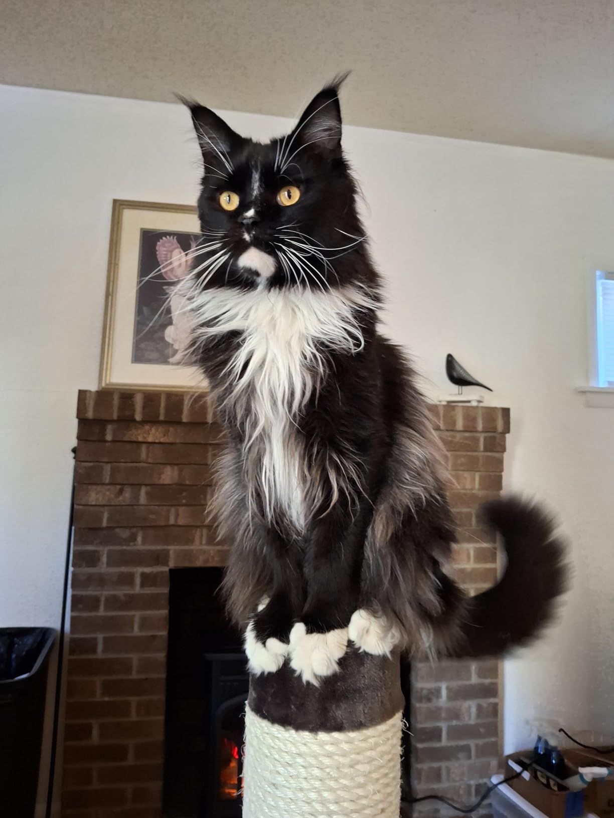 MidWest Homes for Pets Feline Nuvo Grand Forte Scratching Post, 41 Inches Tall, Heavy-Duty Sisal Post with Wide Base, Thick Brown Faux Fur, for Large and Multi-Cat Households customer photo 1