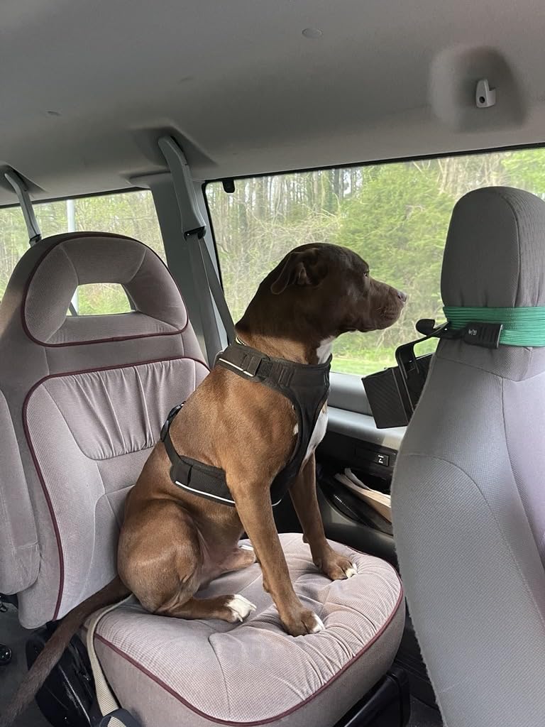 DNA MY DOG - Dog DNA Test Kit | 350+ Breeds Identified | 99%+ Accuracy | Allergy Risk Score | Personality & Behavior Insights | Results in 2-3 Weeks customer photo 1