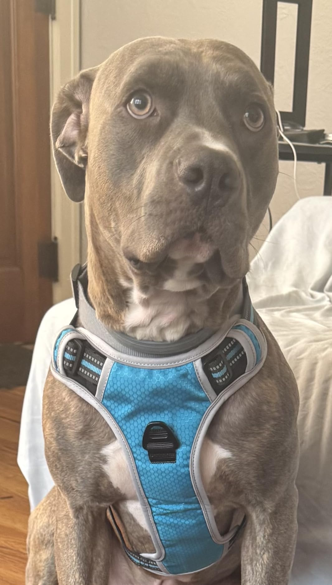 DNA MY DOG - Dog DNA Test Kit | 350+ Breeds Identified | 99%+ Accuracy | Allergy Risk Score | Personality & Behavior Insights | Results in 2-3 Weeks customer photo 2