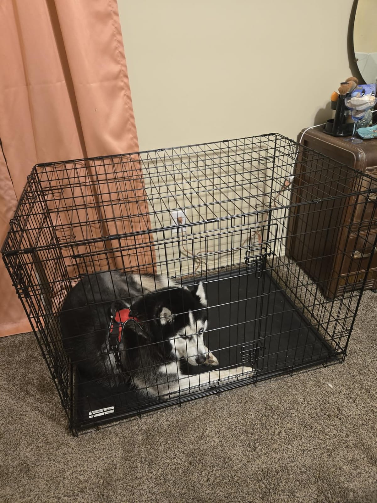 Midwest Homes for Pets 42-Inch New World Crate for Large Breeds, 71-90 lbs, Single Door Folding Dog Crate, Leak-Proof Tray & Secure Latch, Portable, Durable & Easy to Assemble customer photo 2