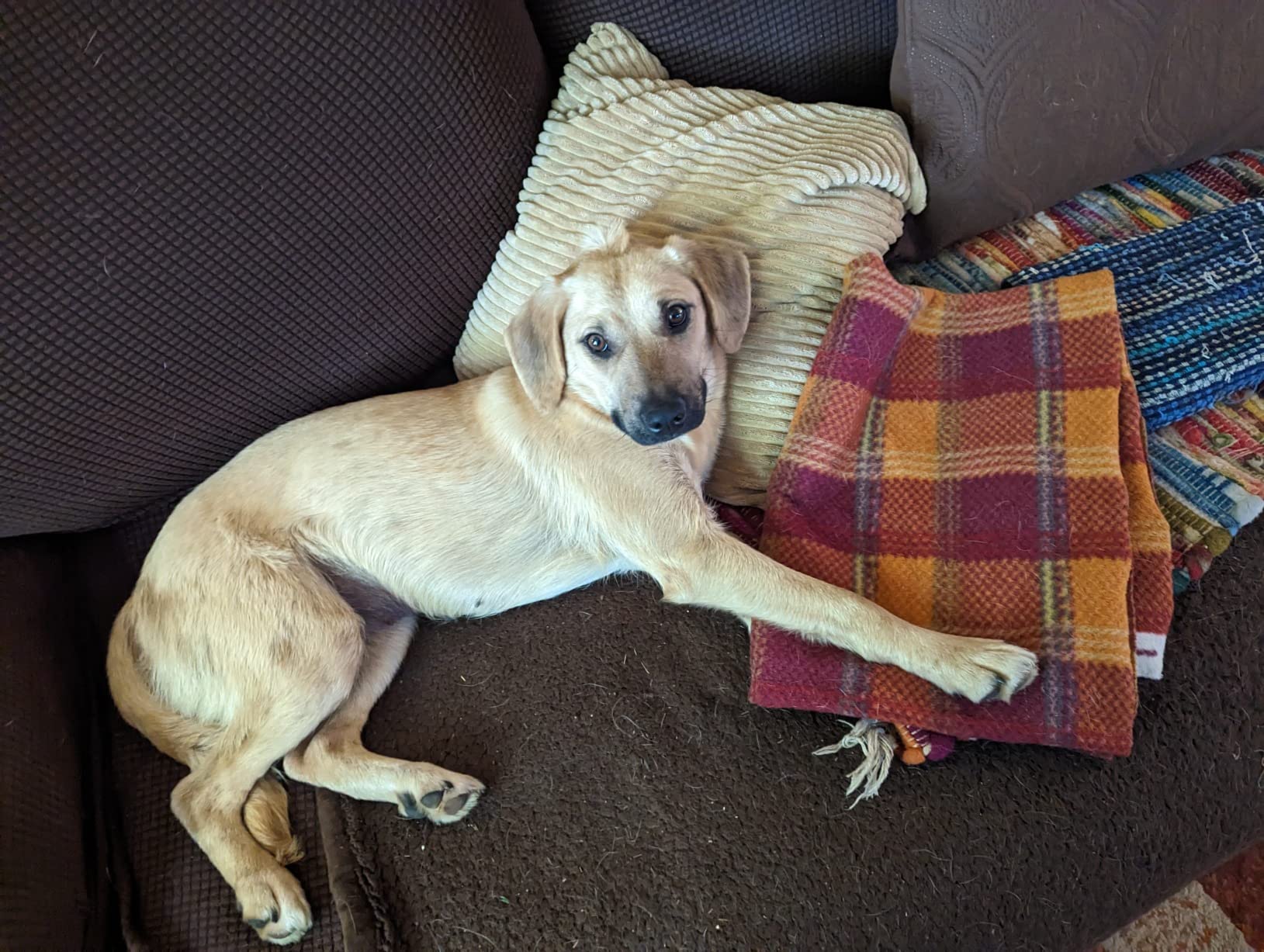 Embark Breed & Health Dog DNA Test - 400+ Breeds, 270+ Health Risks | Only dog DNA testing kit with allergy risk scores. Coat traits, canine relative finder, genetic cancer risk score included. customer photo 1