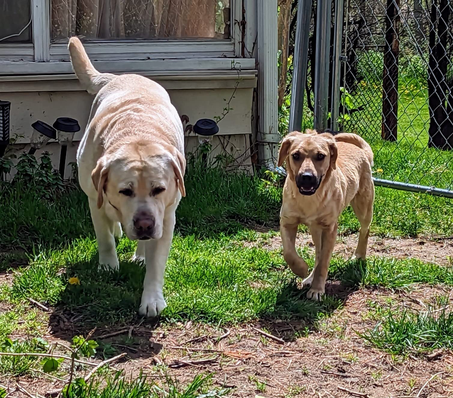 Embark Breed & Health Dog DNA Test - 400+ Breeds, 270+ Health Risks | Only dog DNA testing kit with allergy risk scores. Coat traits, canine relative finder, genetic cancer risk score included. customer photo 2