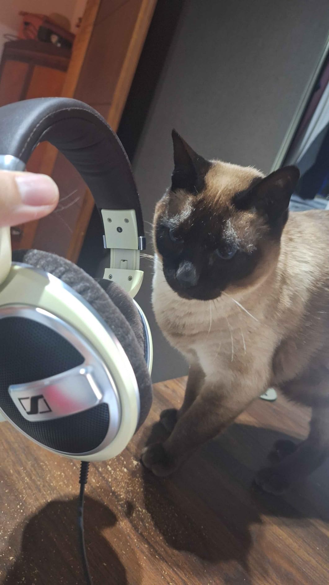 SENNHEISER HD 599 Open Back Headphone, Ivory customer photo 2