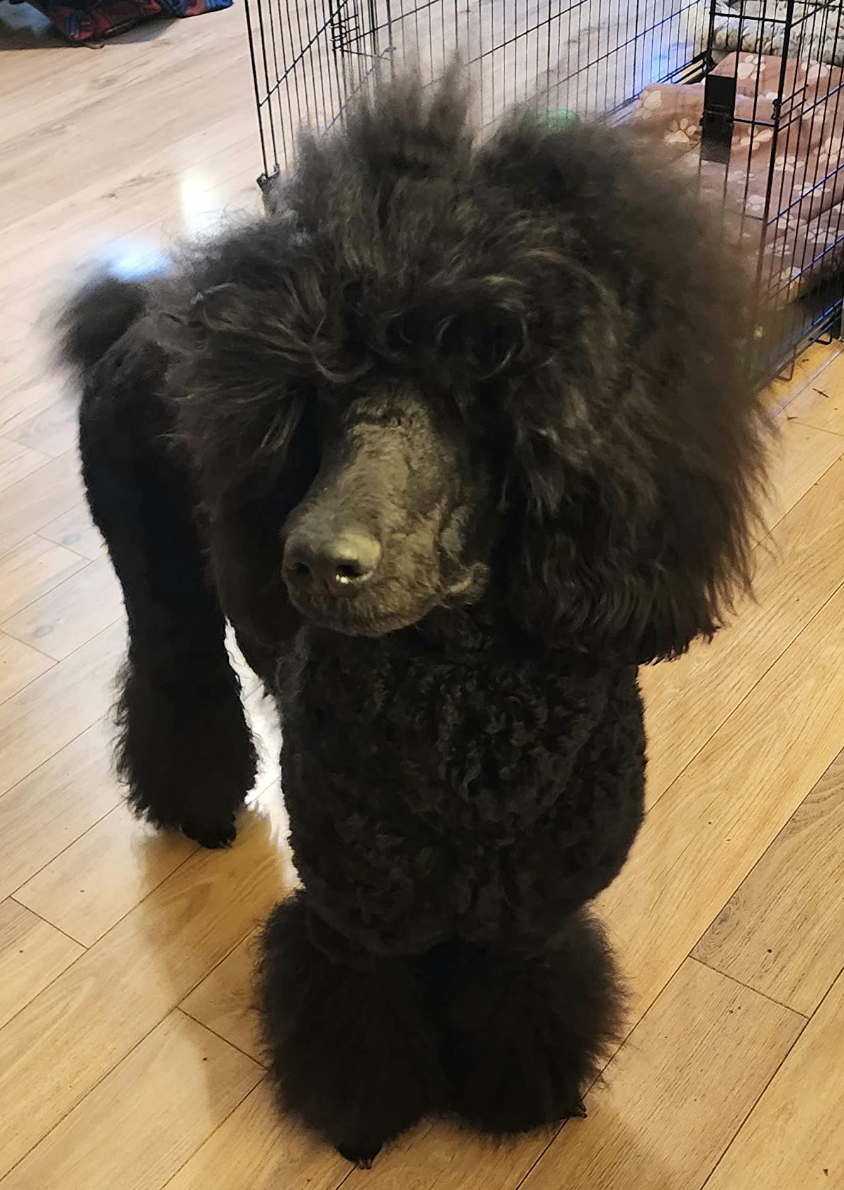Embark Purebred Dog DNA Test - 270+ Genetic Health Conditions, 55 Physical Traits, Coefficient of Inbreeding (COI), Relatives, Breed Confirmation customer photo 1