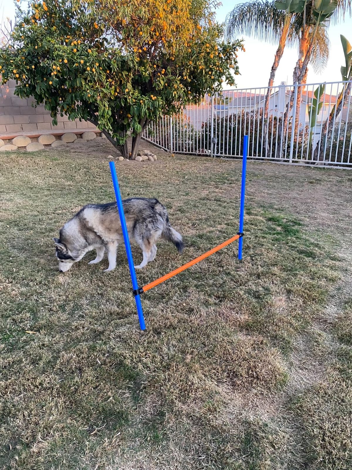 PAWISE Dog Agility Training Equipment, Pet Training Hurdles & Weave Poles Set with Adjustable Jump Bar, Outdoor Dog Obstacle Course for Backyard Exercise, Portable Dog Agility Kit customer photo 1