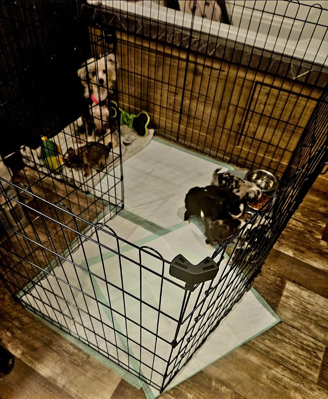Amazon Basics Foldable Octagonal Metal Exercise Dog Playpen, Indoor/Outdoor, Single Door, 8 Panels, 24 x 42 Inches, Portable Pet Fence, Large, Black customer photo 1
