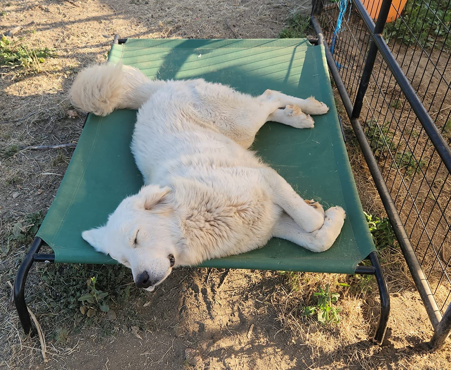 Amazon Basics Cooling Breathable Elevated Dog Bed with Durable Metal Frame for Large Dogs, X-Large, 60 x 37 x 9 Inch, Green, Easy to Clean customer photo 1