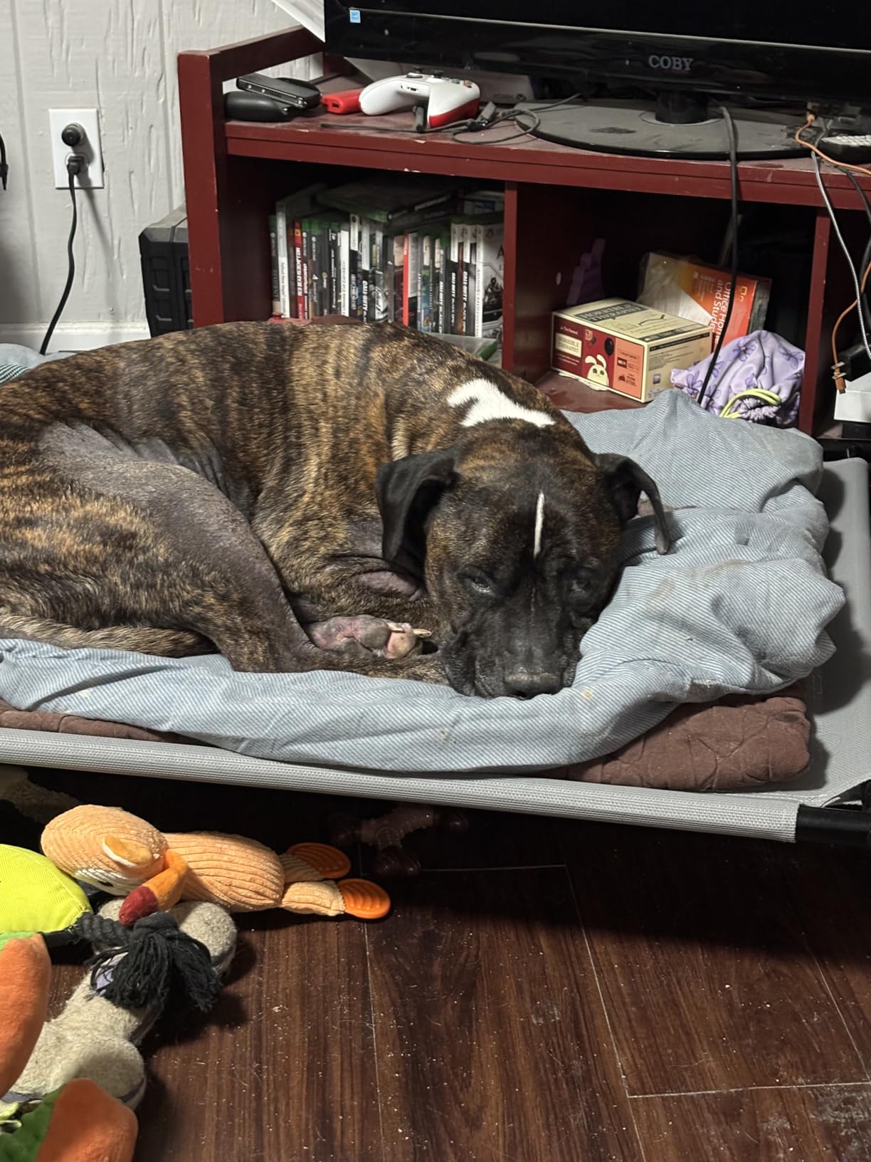 Amazon Basics Cooling Breathable Elevated Dog Bed with Durable Metal Frame for Large Dogs, X-Large, 60 x 37 x 9 Inch, Green, Easy to Clean customer photo 2