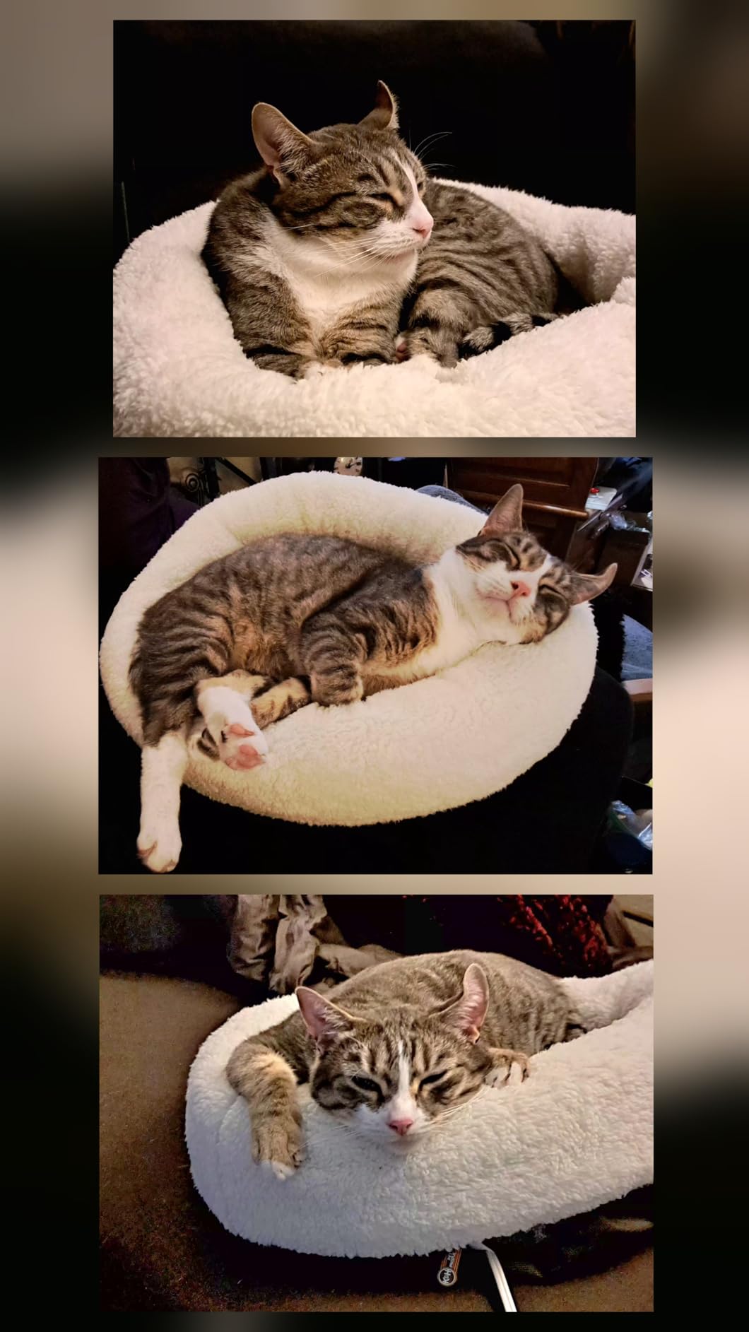 K&H Heated Cat Bed, Thermo-Snuggle Cup Bomber Indoor, Safety Listed, 18x14 customer photo 1