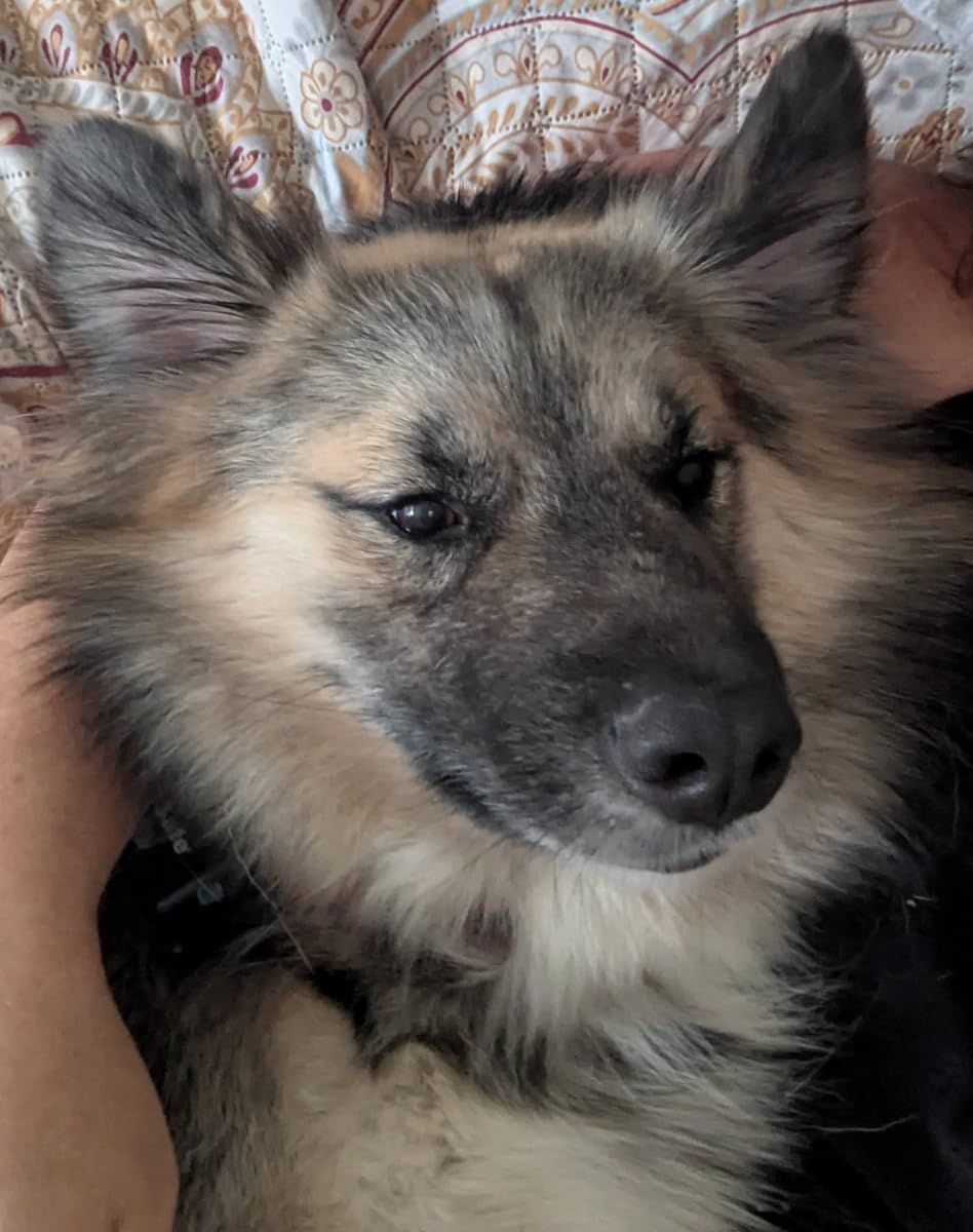 Embark Breed ID Dog DNA Test Kit - 400+ Breeds, 99% Breed Accuracy | Dog DNA testing kit for mixed breeds. Ancestry to great-grandparents, relative finder & family tree. Largest dog database. customer photo 1