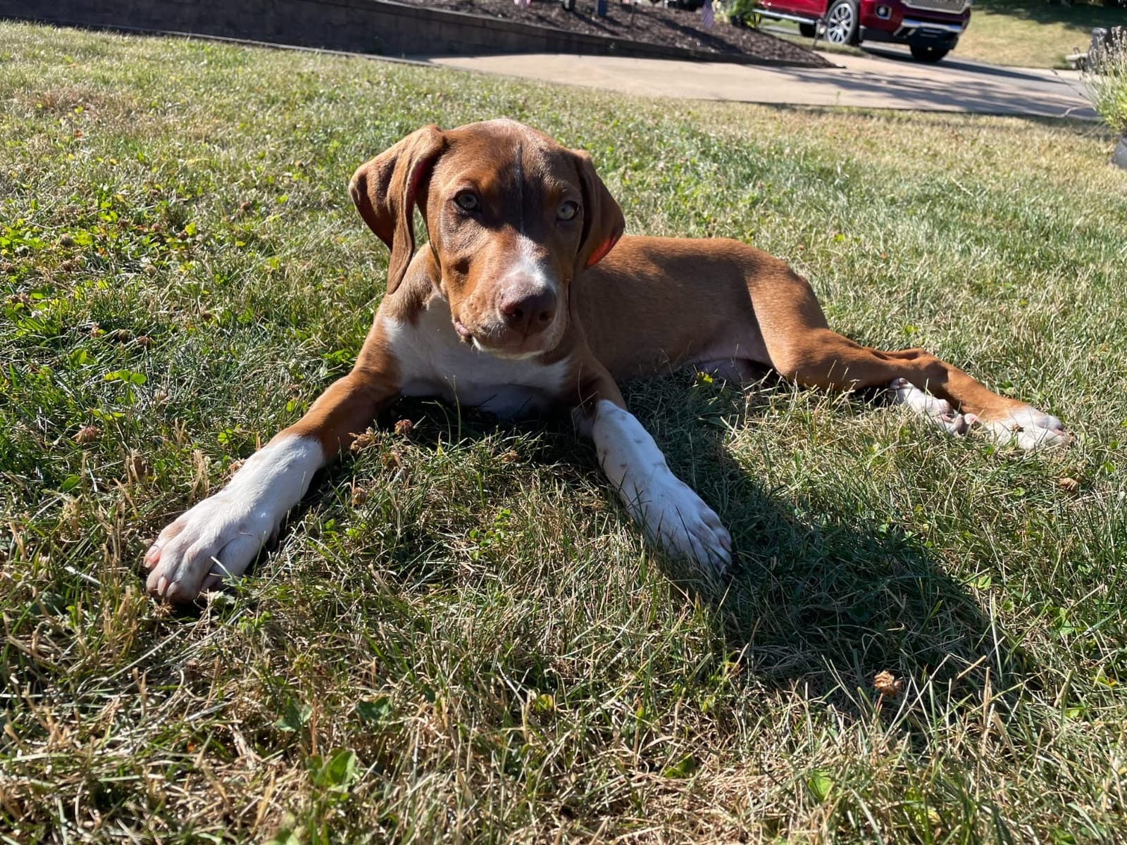 Embark Breed ID Dog DNA Test Kit - 400+ Breeds, 99% Breed Accuracy | Dog DNA testing kit for mixed breeds. Ancestry to great-grandparents, relative finder & family tree. Largest dog database. customer photo 2