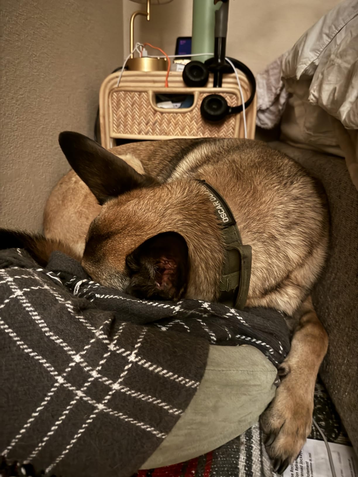 K&H Pet Products Heated Dog Bed Indoor, Thermo-Snuggly Sleeper with Removable Waterproof Heated Pad, Calming Pillow Pet Bed, Machine Washable, Safety Listed - Medium 26 X 20in Sage/Tan customer photo 2