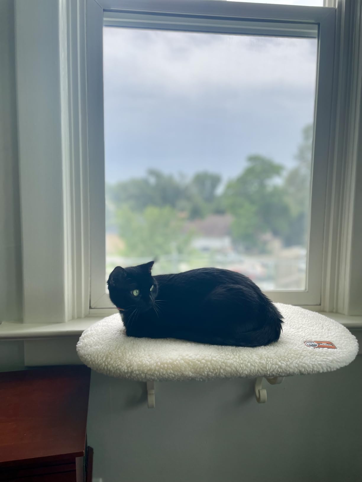 K&H Cat Window Perch, Unheated Kitty Sill, 24x14in, Fleece | Orthopedic Cat Window Hammock Bed Holds 40LBS, Washable Cover, Kitty Windowsill Bed Seat for Indoors, Cream Fleece customer photo 2